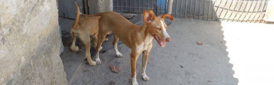 Adoption – Tierschutzhund