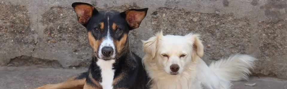 Pflegestelle werden – Hund