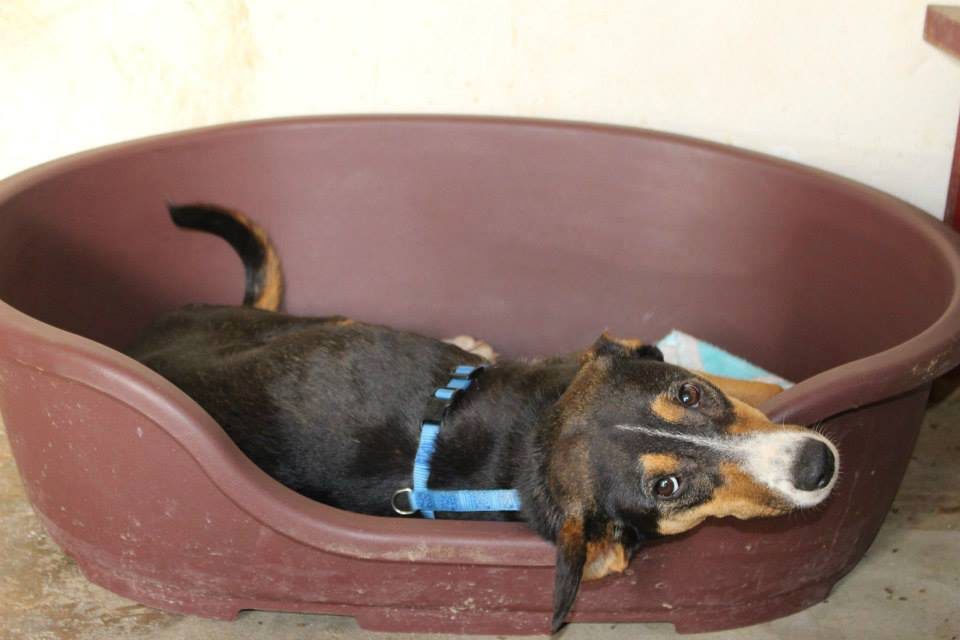 Pflegestelle werden – Tierschutzhund
