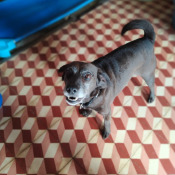 Brownie