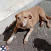 Tininha