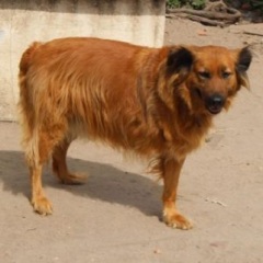 Boris