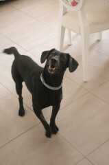 Jack