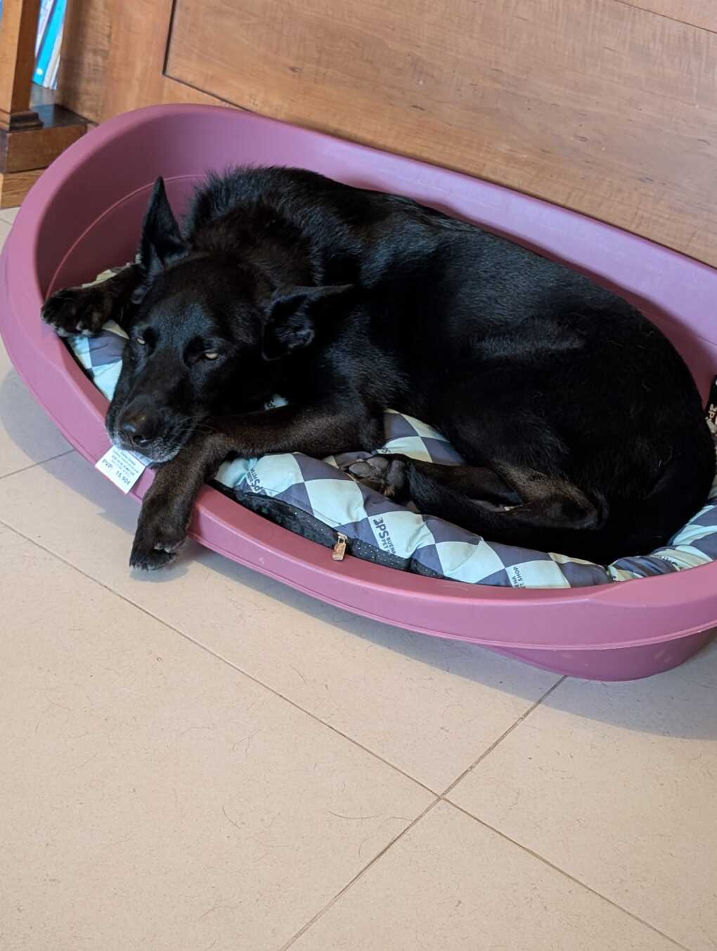 Mambo
