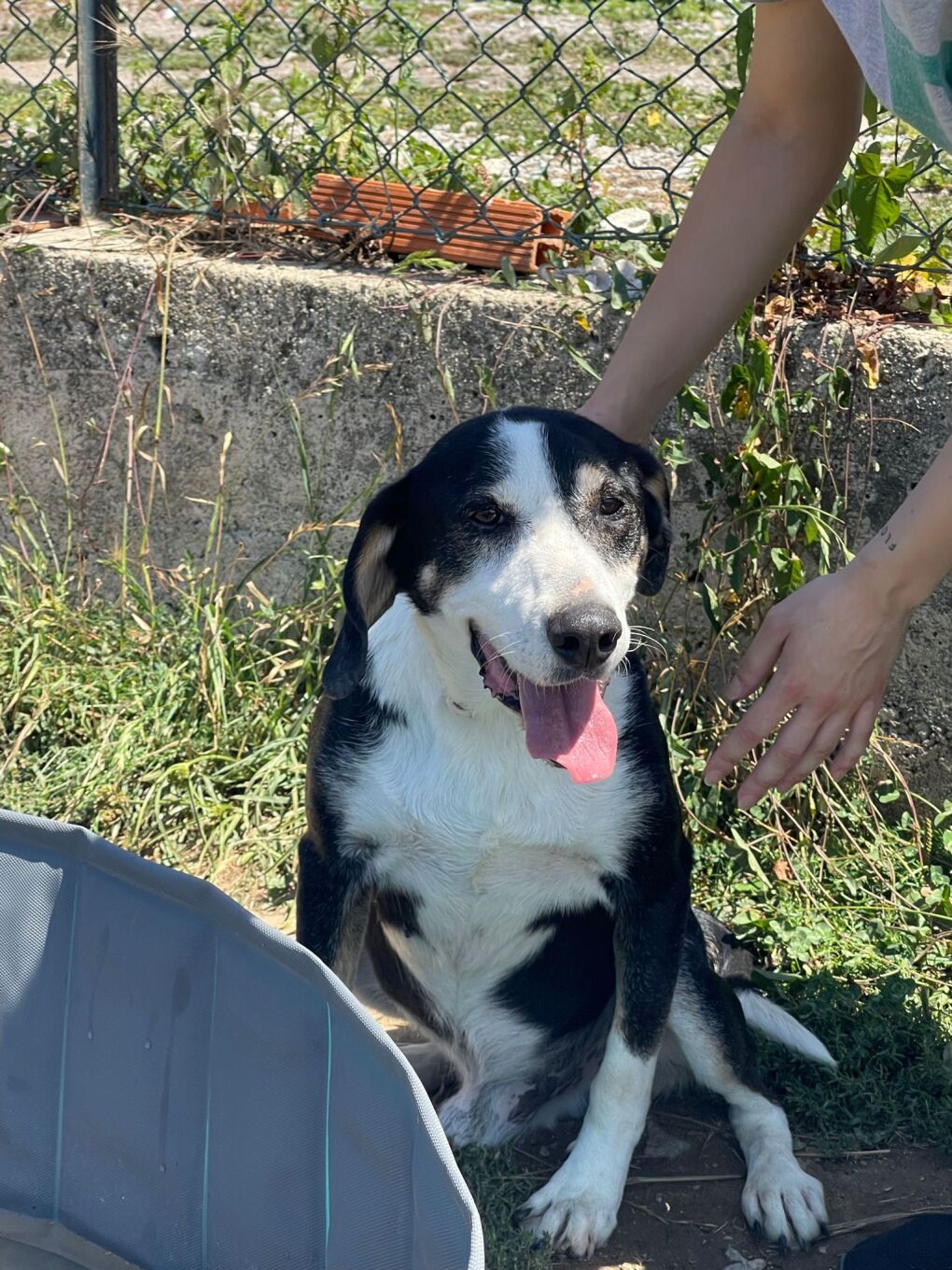 Roquito in Portugal